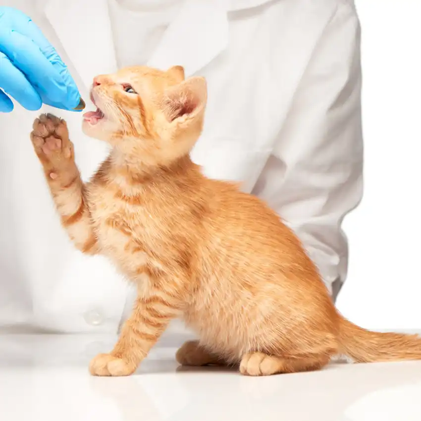 fip treatment | Shaanxi BLOOM Tech Co., Ltd fip treatment | Shaanxi BLOOM Tech Co., Ltd