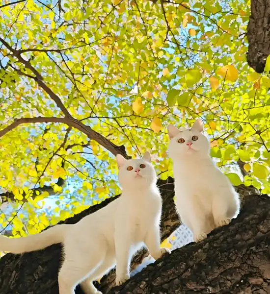 GS-441524 for sale | Shaanxi BLOOM Tech Co., Ltd