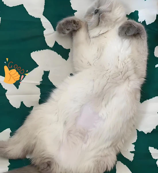 GS-441524 powder | Shaanxi BLOOM Tech Co., Ltd