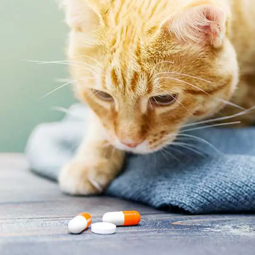 fip treatment  | Shaanxi BLOOM Tech Co., Ltd