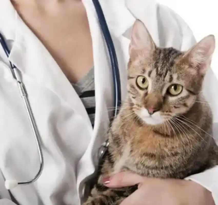 GS-441524 FIP sales online | Shaanxi BLOOM Tech Co., Ltd