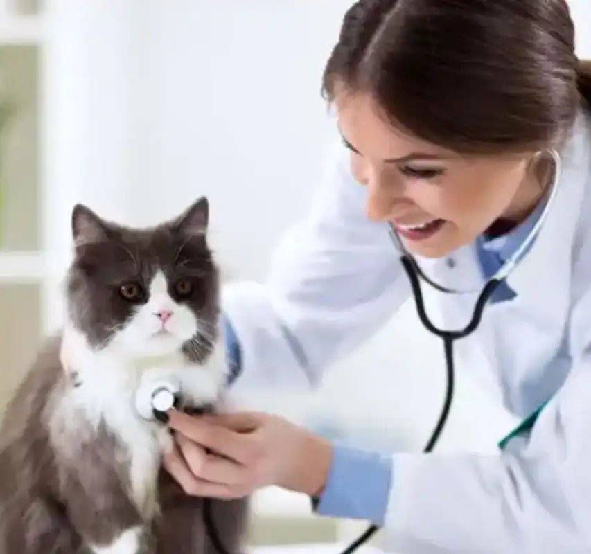 GS-441524 FIP wholesale | Shaanxi BLOOM Tech Co., Ltd GS-441524 FIP wholesale | Shaanxi BLOOM Tech Co., Ltd