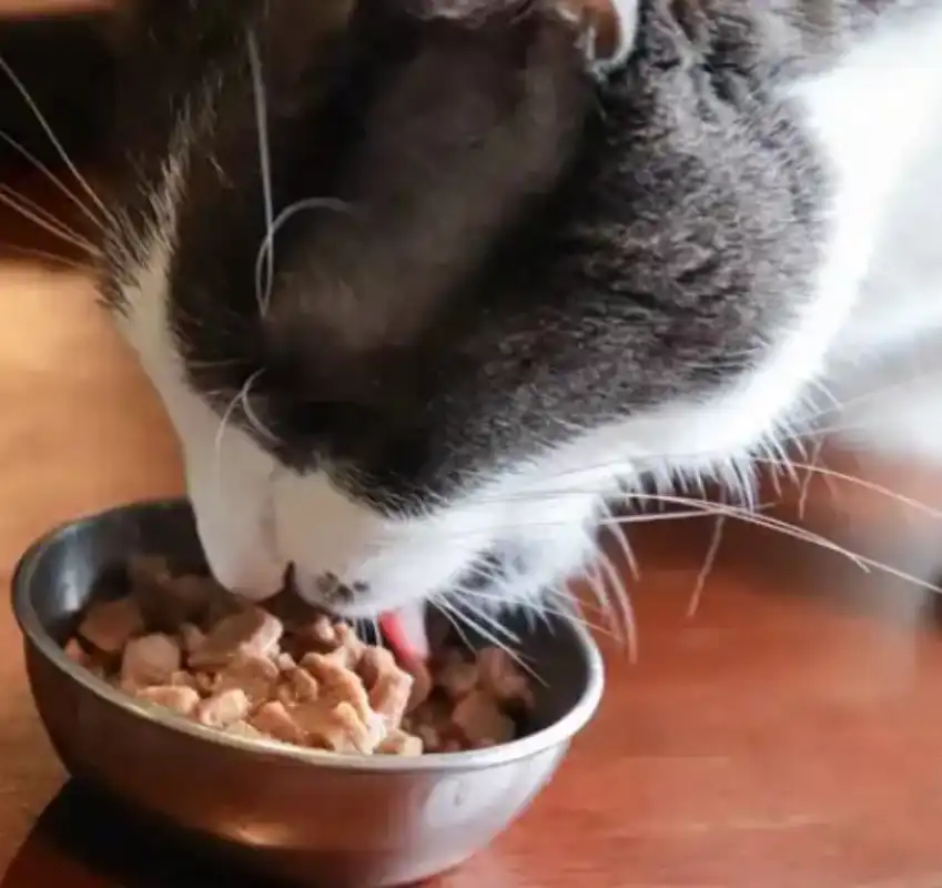 GS-441524 FIP Application | Shaanxi BLOOM Tech Co., Ltd GS-441524 FIP Application | Shaanxi BLOOM Tech Co., Ltd