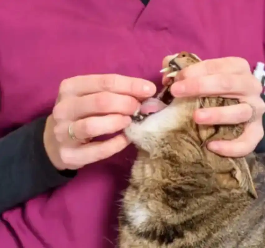 GS-441524 FIP Cost | Shaanxi BLOOM Tech Co., Ltd GS-441524 FIP Cost | Shaanxi BLOOM Tech Co., Ltd