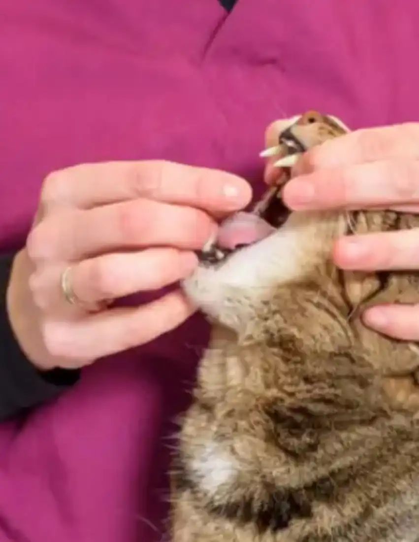 GS-441524 Tablets Usage | Shaanxi BLOOM Tech Co., Ltd