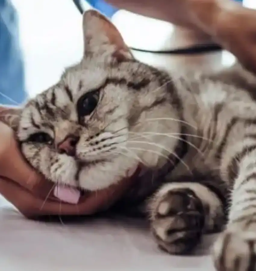 GS-441524 Tablets Application | Shaanxi BLOOM Tech Co., Ltd