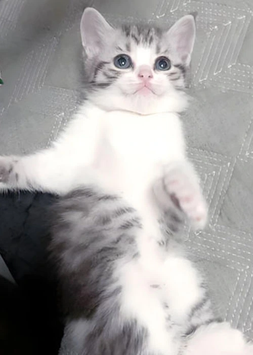 GS-441524 pills | Shaanxi BLOOM Tech Co., Ltd