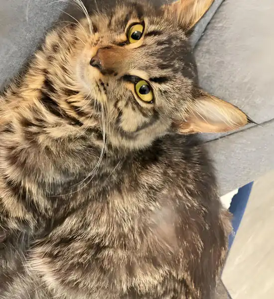 GS-441524 price | Shaanxi BLOOM Tech Co., Ltd