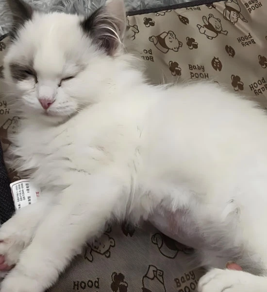 fip pills | Shaanxi BLOOM Tech Co., Ltd fip pills | Shaanxi BLOOM Tech Co., Ltd