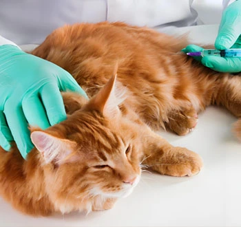 fip treatment| Shaanxi BLOOM Tech Co., Ltd