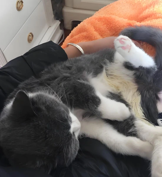 fip pills | Shaanxi BLOOM Tech Co., Ltd