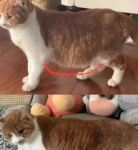 gs pills | Shaanxi BLOOM Tech Co., Ltd gs pills | Shaanxi BLOOM Tech Co., Ltd