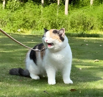 gs 441524 powder | Shaanxi BLOOM Tech Co., Ltd gs 441524 powder | Shaanxi BLOOM Tech Co., Ltd