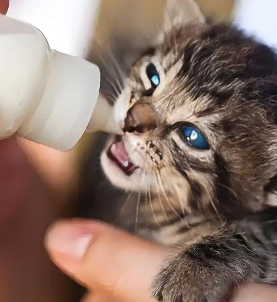 GS-441524 fip | Shaanxi BLOOM Tech Co., Ltd GS-441524 fip | Shaanxi BLOOM Tech Co., Ltd