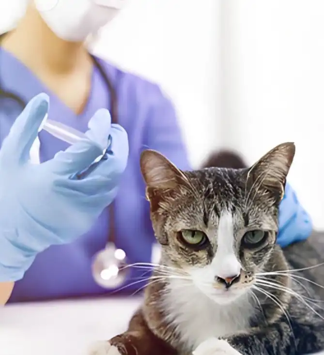 GS-441524 drug | Shaanxi BLOOM Tech Co., Ltd GS-441524 drug | Shaanxi BLOOM Tech Co., Ltd