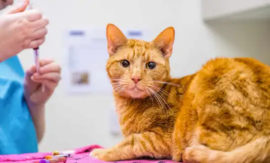 gs 441524 precio  | Shaanxi BLOOM Tech Co., Ltd