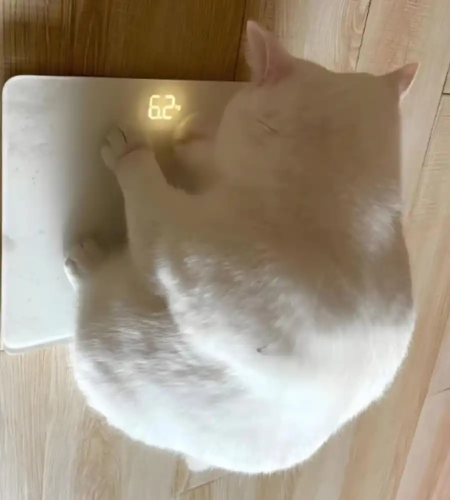 GS-441524 Injection sales online| Shaanxi BLOOM Tech Co., Ltd