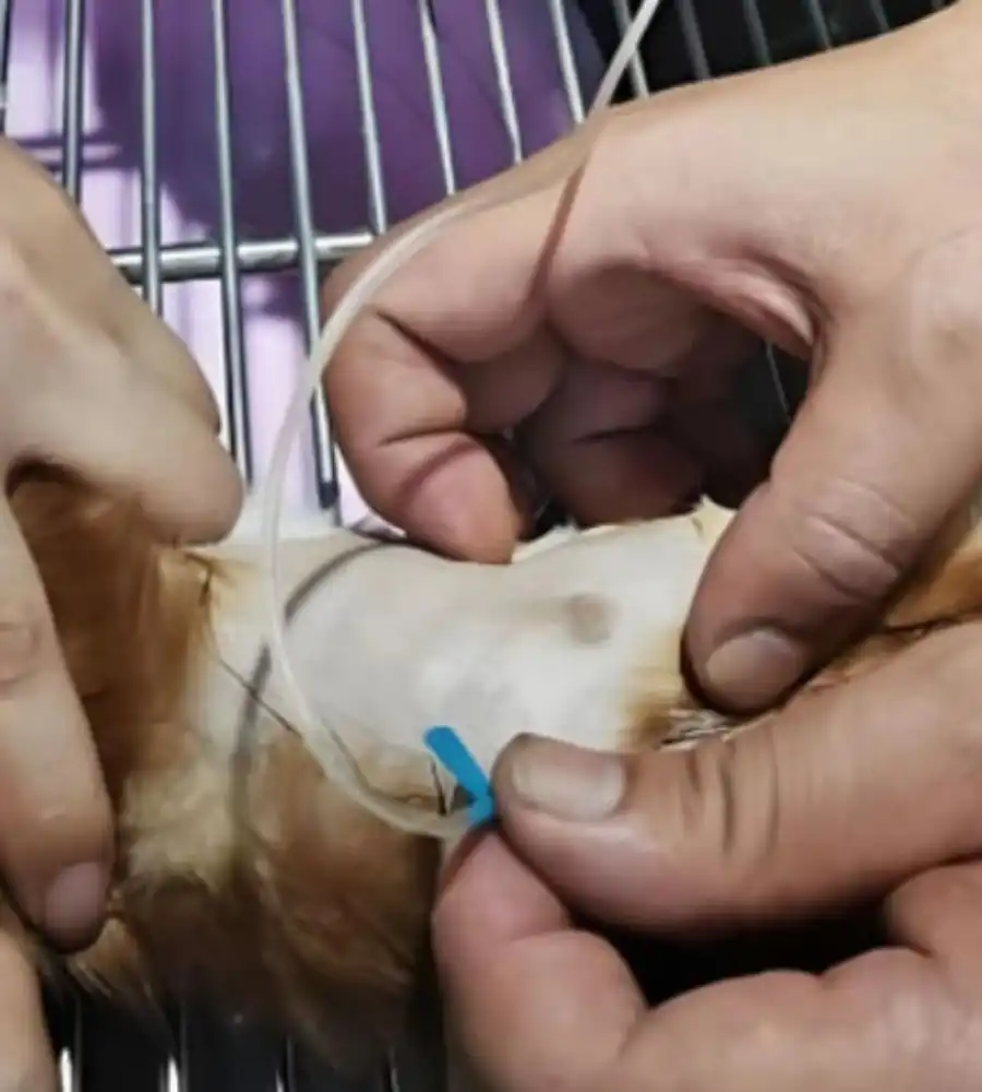 GS-441524 Injection Cost | Shaanxi BLOOM Tech Co., Ltd