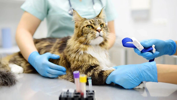 GS-441524 Fip | Shaanxi BLOOM Tech Co., Ltd