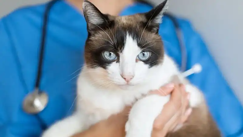 GS-441524 Fip | Shaanxi BLOOM Tech Co., Ltd