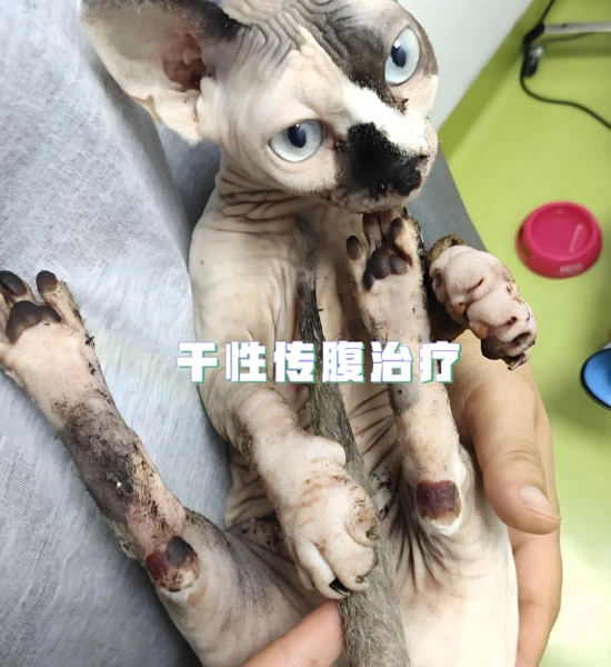 fip gs drug | Shaanxi BLOOM Tech Co., Ltd fip gs drug | Shaanxi BLOOM Tech Co., Ltd