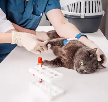 GS-441524 Fip | Shaanxi BLOOM Tech Co., Ltd GS-441524 Fip | Shaanxi BLOOM Tech Co., Ltd