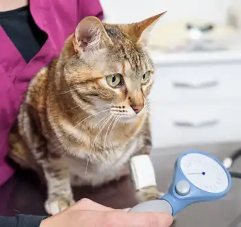 GS-441524 Fip | Shaanxi BLOOM Tech Co., Ltd GS-441524 Fip | Shaanxi BLOOM Tech Co., Ltd