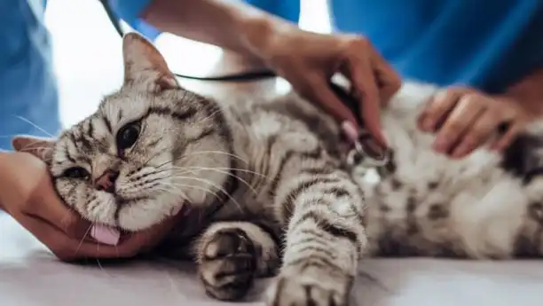 gs 441524 cost | Shaanxi BLOOM Tech Co., Ltd gs 441524 cost | Shaanxi BLOOM Tech Co., Ltd