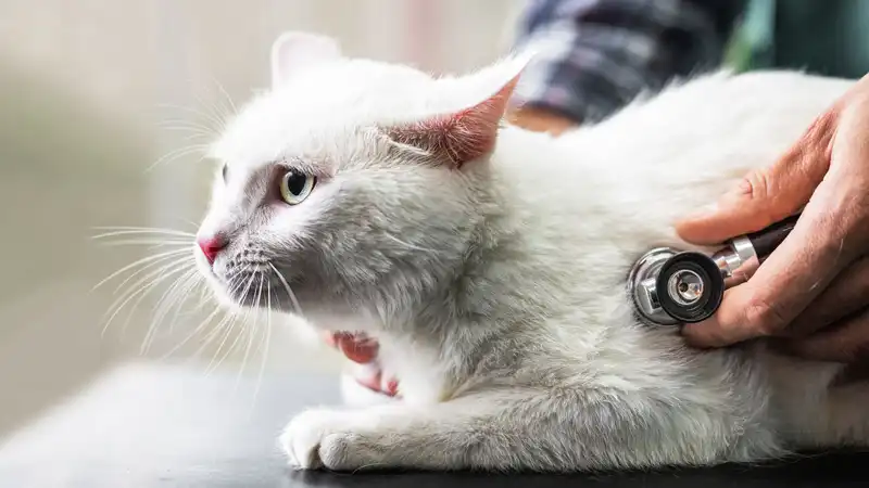 free cat fip treatment | Shaanxi BLOOM Tech Co., Ltd free cat fip treatment | Shaanxi BLOOM Tech Co., Ltd