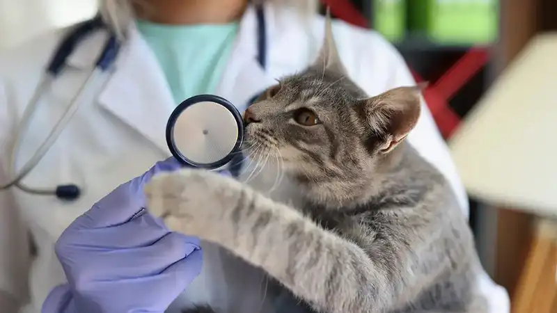 free cat fip treatment | Shaanxi BLOOM Tech Co., Ltd free cat fip treatment | Shaanxi BLOOM Tech Co., Ltd