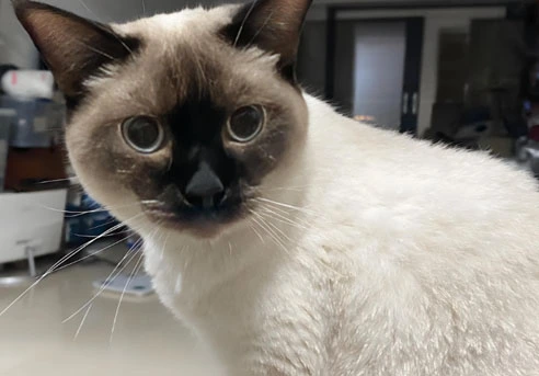 antiviral gs 441524 | Shaanxi BLOOM Tech Co., Ltd