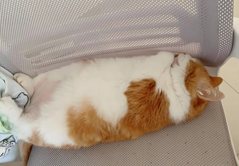 gs 441524 50mg| Shaanxi BLOOM Tech Co., Ltd gs 441524 50mg| Shaanxi BLOOM Tech Co., Ltd