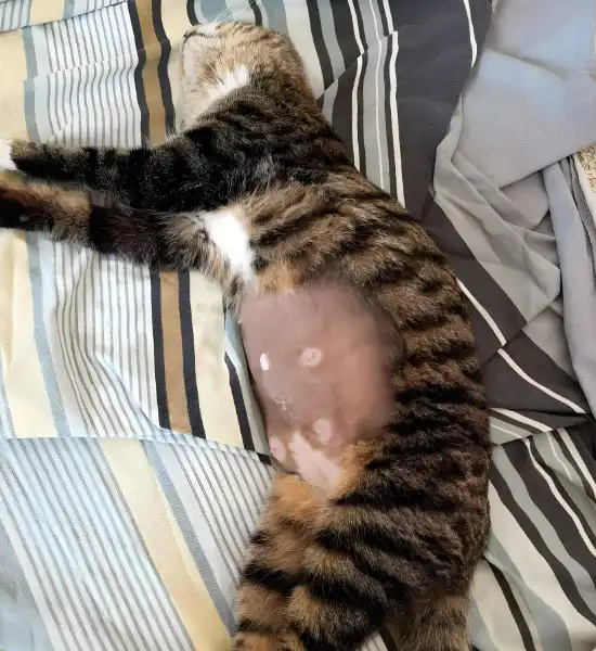 gs 441524 price| Shaanxi BLOOM Tech Co., Ltd gs 441524 price| Shaanxi BLOOM Tech Co., Ltd