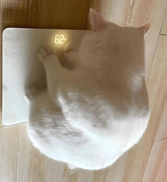 gs injection| Shaanxi BLOOM Tech Co., Ltd