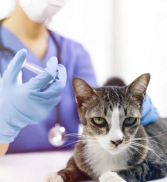 GS-441524 fip| Shaanxi BLOOM Tech Co., Ltd GS-441524 fip| Shaanxi BLOOM Tech Co., Ltd