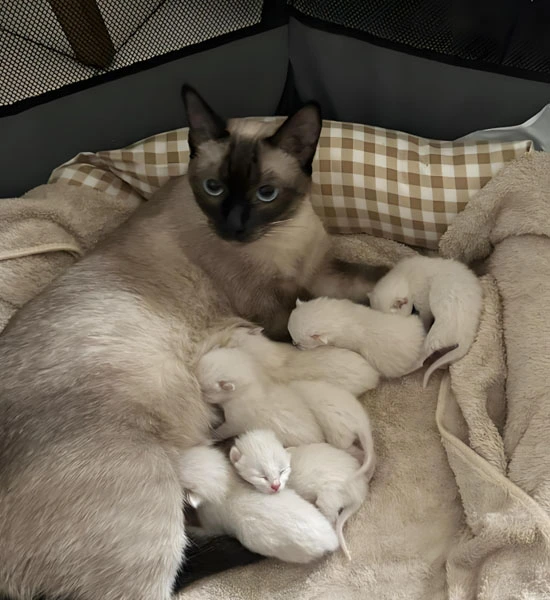 fip pills | Shaanxi BLOOM Tech Co., Ltd fip pills | Shaanxi BLOOM Tech Co., Ltd