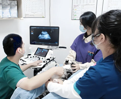 gs 441524 drug | Shaanxi BLOOM Tech Co., Ltd gs 441524 drug | Shaanxi BLOOM Tech Co., Ltd