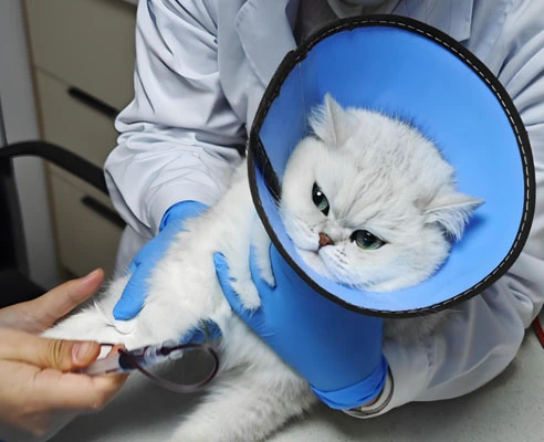 fip treatment | Shaanxi BLOOM Tech Co., Ltd