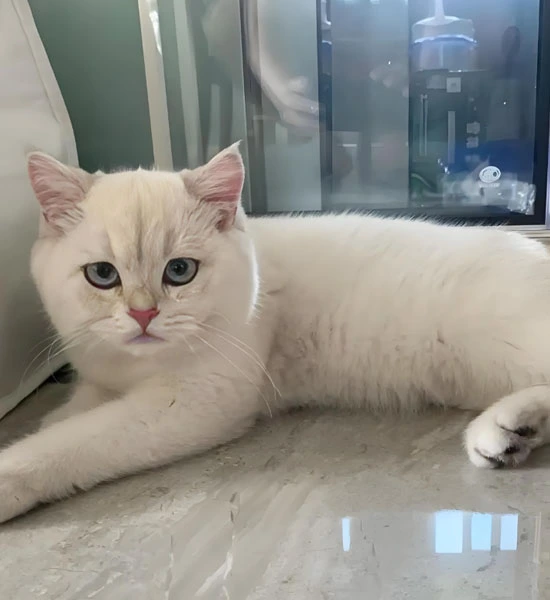 gs 441524 50mg | Shaanxi BLOOM Tech Co., Ltd