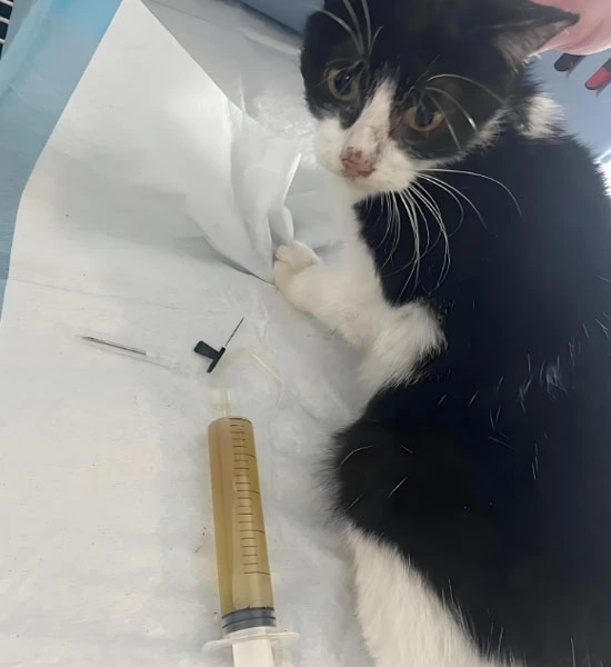 fipv cat | Shaanxi BLOOM Tech Co., Ltd fipv cat | Shaanxi BLOOM Tech Co., Ltd