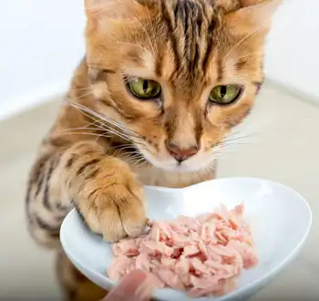 GS-441524 Fip | Shaanxi BLOOM Tech Co., Ltd GS-441524 Fip | Shaanxi BLOOM Tech Co., Ltd