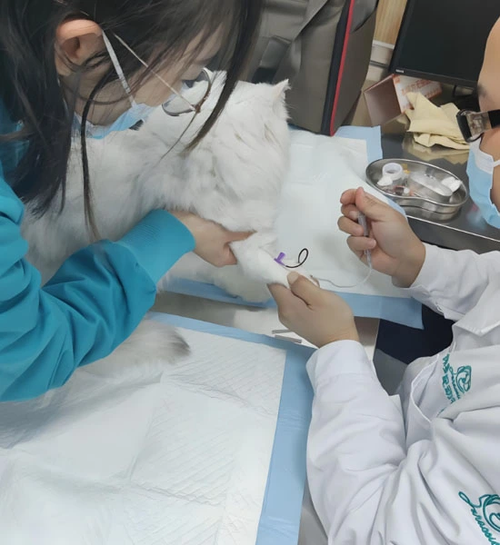 GS-441524 Injection use| Shaanxi BLOOM Tech Co., Ltd