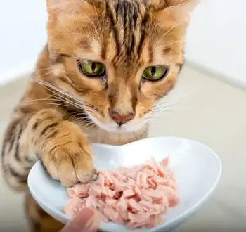 GS-441524 Fip | Shaanxi BLOOM Tech Co., Ltd GS-441524 Fip | Shaanxi BLOOM Tech Co., Ltd