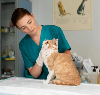 GS-441524 Fip | Shaanxi BLOOM Tech Co., Ltd GS-441524 Fip | Shaanxi BLOOM Tech Co., Ltd