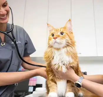 GS-441524 Fip | Shaanxi BLOOM Tech Co., Ltd GS-441524 Fip | Shaanxi BLOOM Tech Co., Ltd