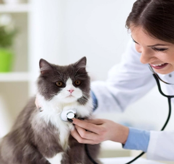 GS-441524 Fip | Shaanxi BLOOM Tech Co., Ltd GS-441524 Fip | Shaanxi BLOOM Tech Co., Ltd