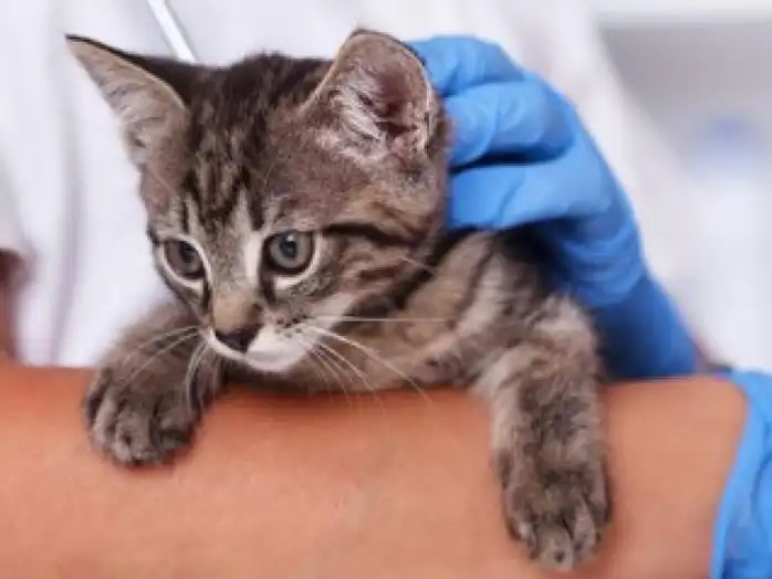 gs 441524 purchase  | Shaanxi BLOOM Tech Co., Ltd