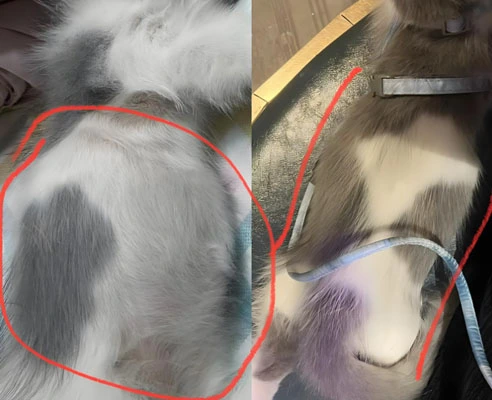 GS-441524 buy | Shaanxi BLOOM Tech Co., Ltd