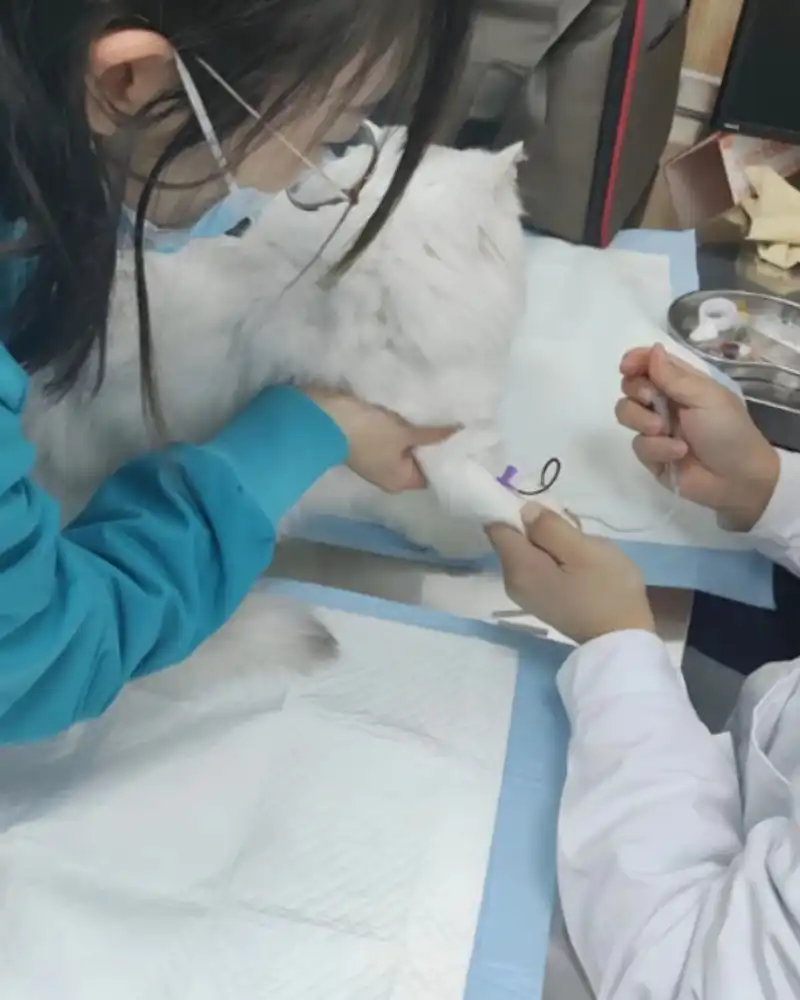 GS-441524 Fip use | Shaanxi BLOOM Tech Co., Ltd GS-441524 Fip use | Shaanxi BLOOM Tech Co., Ltd