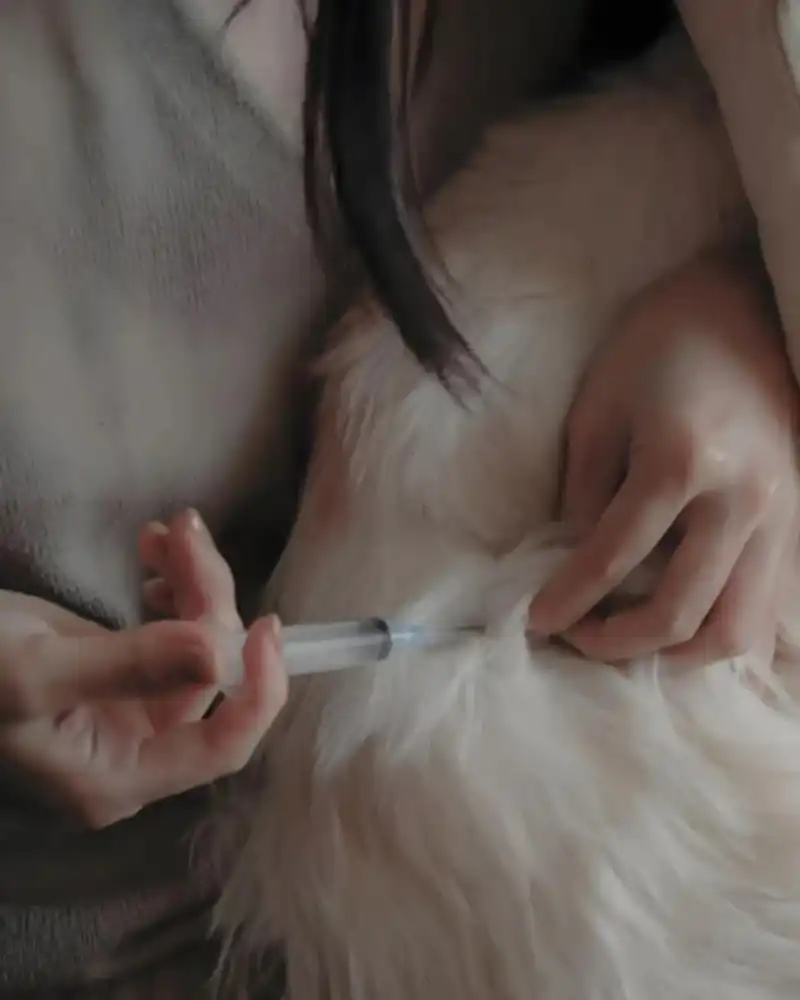 GS-441524 Fip Dosage | Shaanxi BLOOM Tech Co., Ltd